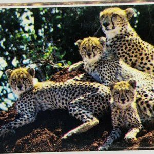 Guild 550 Piece Jigsaw Puzzle Cheetah with Cubs Nairobi Kenya NEW Big Ben Hasbro